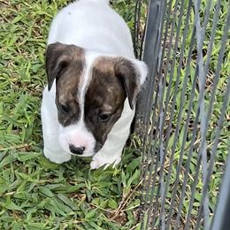 Henry - White and tan male Russell Terrier puppy in London, Kentucky from Norvell Kennels