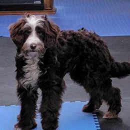 Aussiedoodles, Bernedoodles, and Poodles from Awesome Paws