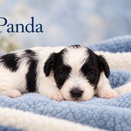 Panda - White male Morkie puppy in Davie, Florida from Sweet Peluditos
