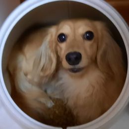 Aspen - Dachshund