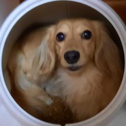 Aspen - Dachshund