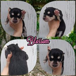 Blossom - Black and white female Siberian Husky puppy in West Liberty, Ohio from Skyfallsiberians