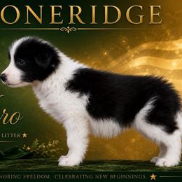 Boy 2 - Black male Border Collie puppy in Shell Knob, Missouri from Stoneridge Kennel