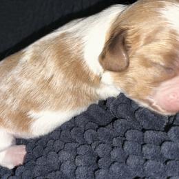Chewy - Blenheim male Cavalier King Charles Spaniel puppy in Franklin, North Carolina from Cavaliers of the County Macon