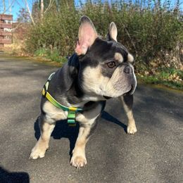 Mango - French Bulldog
