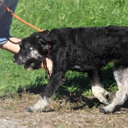 Sara - Giant Schnauzer