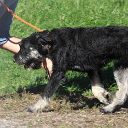 Sara - Giant Schnauzer
