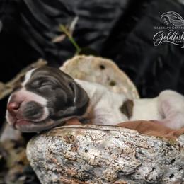 Ryukin - Liver and white male German Shorthaired Pointer puppy in Kenai, Alaska from LakeHaus Kennels