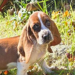 Page - Brown and white female Basset Hound puppy in Big Rapids, Michigan from Basket Hound Bassets