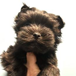 Panther - Black and tan male Yorkshire Terrier puppy in Georgia from Berggipfel Yorkies