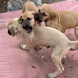 Sloughi Puppies from Almaboubin Sloughis