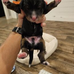 Orange - Black Phantom Abstract - Tri-color male Bernedoodle puppy in Shelby, North Carolina from Forever Grateful Doodles