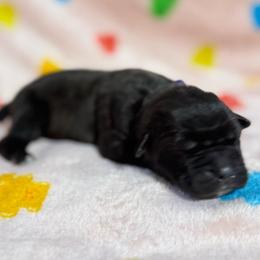 Purple Collar N - Black female Cane Corso puppy in Paris, Texas from Knucklehead Cane Corso