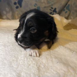 Miniature Australian Shepherd Puppies from Yost Family Mini Aussies
