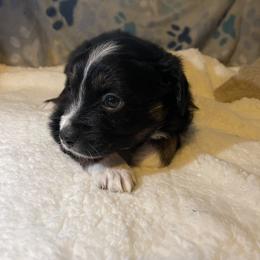 Miniature Australian Shepherd Puppies from Yost Family Mini Aussies