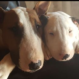 Bull Terriers from Rock Bottom Bull Terriers