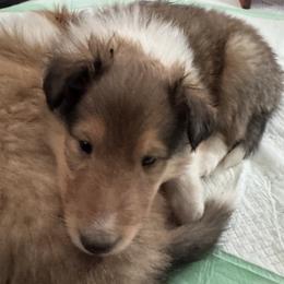 Donner - Sable and white male Collie puppy in Morocco, Indiana from Collegiate Bassets and Rheign Collies