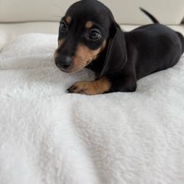 Boy number one black and cream - Black and cream male Dachshund puppy in Spokane, Washington from Dearhaven Doxie