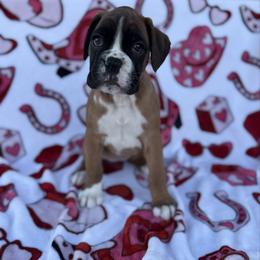 Stella - Fawn female Boxer puppy in Altoona, Alabama from Smokin S Kennel