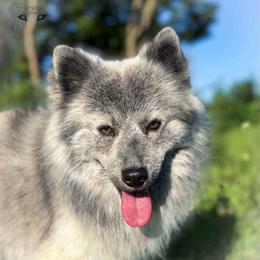 Remington's Ranger Wolf Silver Stunner - Silver male Pomsky puppy in Perkins, Oklahoma from A-Dream Pomsky Kennel