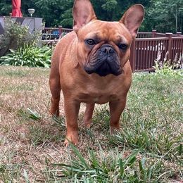 Boxers and French Bulldogs from Galaxy Boxers & French Bulldogs