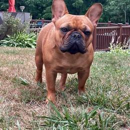 Boxers and French Bulldogs from Galaxy Boxers & French Bulldogs