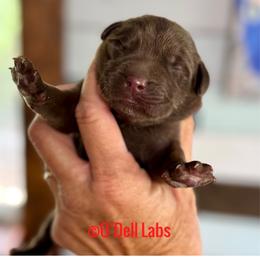 Clifford - Chocolate male Labrador Retriever puppy in Sullivan, Missouri from O’Dell Labs