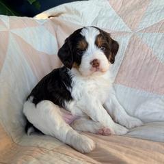 Jane - Liver white and tan female Springerdoodle puppy in Dundee, Ohio from Evalina Miller's Spaniels