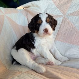 Jane - Liver white and tan female Springerdoodle puppy in Dundee, Ohio from Evalina Miller's Spaniels