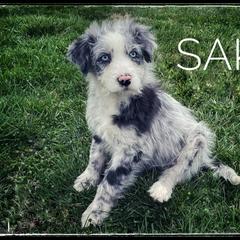 Assorted Doodle Crosses, Aussiedoodle, and Australian Shepherd Puppies from Faith, Feathers & FurBabies