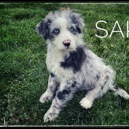 Assorted Doodle Crosses, Aussiedoodle, and Australian Shepherd Puppies from Faith, Feathers & FurBabies