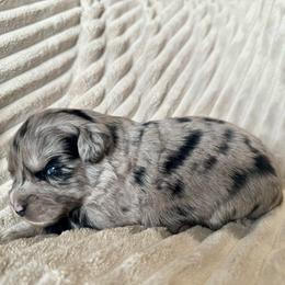 Skye - Blue merle female Miniature Australian Shepherd puppy in New Hampton, Iowa from Full River Australian Shepherds