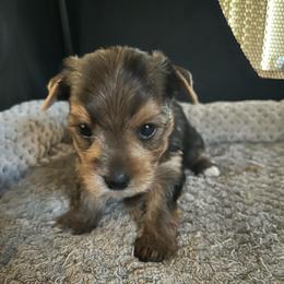 Princess - Black and tan female Yorkshire Terrier puppy in Laughlin, Nevada from Dani’s Yorkie’s