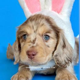 Hoppy(4000 AKC pet) - Dapple male Dachshund puppy in Augusta, Arkansas from Savvy-Dee's Dachshunds
