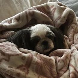 Shih Tzus from Beachamp’s Shih tzu’s