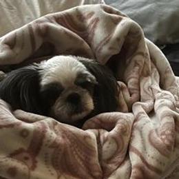 Shih Tzus from Beachamp’s Shih tzu’s