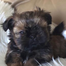 Mario - Black and tan male Shih Tzu puppy in Peoria, Arizona from Shihtzucircusaz