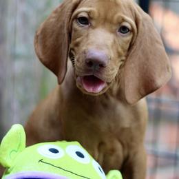 Little Green Man - Golden rust male Vizsla puppy in Bloomington, Indiana from Envizion