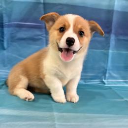 Liberty - White and red female Pembroke Welsh Corgi puppy in Fayetteville, Tennessee from Sulphur Springs Corgis