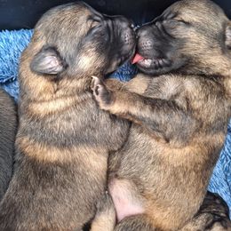 Boy 1 - Sable male German Shepherd puppy in Oconomowoc, Wisconsin from Vom Haus Borchardt