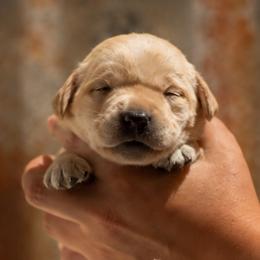 Purple Collar - Yellow female Labrador Retriever puppy in Madison, Wisconsin from Meritrust Labradors