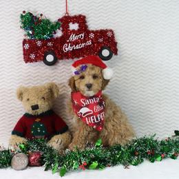 Turkey - Red  female Goldendoodle puppy in Pendleton, Oregon from Blushing Doodles