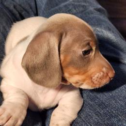 Dusty - Piebald male Dachshund puppy in Sacramento, California from Cathy's Dachshunds
