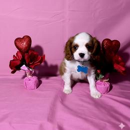 Leo - Blenheim male Cavalier King Charles Spaniel puppy in Pennsylvania from Julie's Cavalier King Charles Spaniels