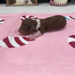 Blitzen - Chocolate male Dachshund puppy in Fort Myers, Florida from Lady Margery’s Dachshunds