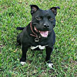 THor - Staffordshire Bull Terrier