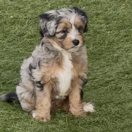 Morgan - Merle female Sheepadoodle puppy in Roseburg, Oregon from Sharon’s Sheepadoodle’s