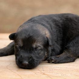 Sable Female-1 - Sable female German Shepherd puppy in Cumming, Georgia from Cainedelup