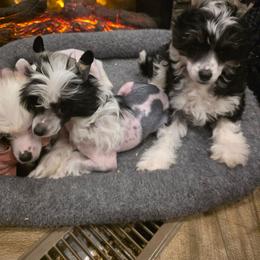 Klaus - Black and white male Chinese Crested puppy in Utah from Mlee puppies
