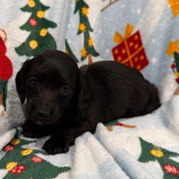 Esther - Black and tan female Dachshund puppy in Troup, Texas from Darling Doxies